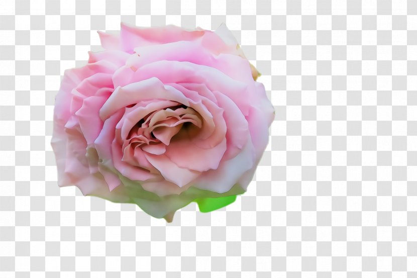 Garden Roses - Rose Family - Plant Transparent PNG