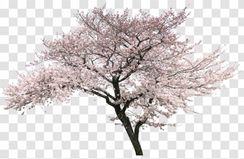 National Cherry Blossom Festival Tree - Flower - Blossoms Transparent PNG
