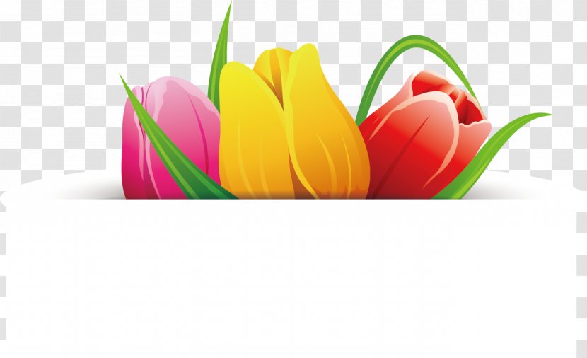 Flower Tulip - Rose Transparent PNG