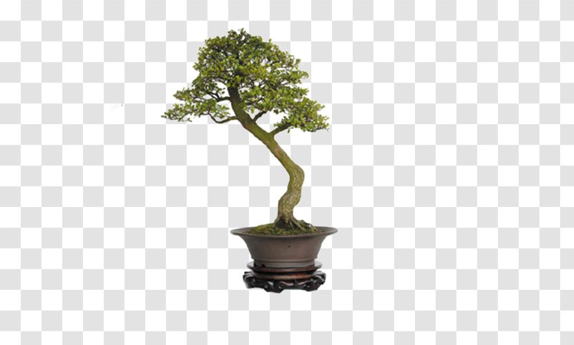 Sageretia Theezans Bonsai Apricot - Flowerpot Transparent PNG