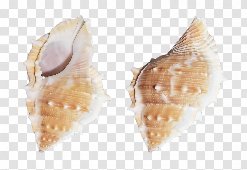Earrings Conch Cuisine Shell - Food Shankha Transparent PNG