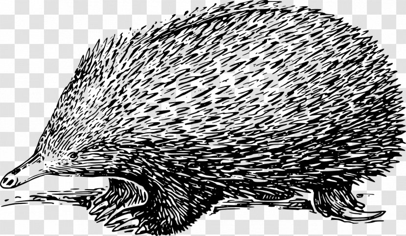 Echidna Drawing Clip Art - Platypus - Eucalyptus Leaves Transparent PNG