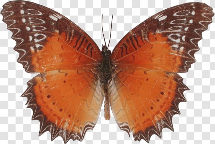 Butterfly Gossamer-winged Butterflies Moth Heliconians Insect - Lycaenid Transparent PNG