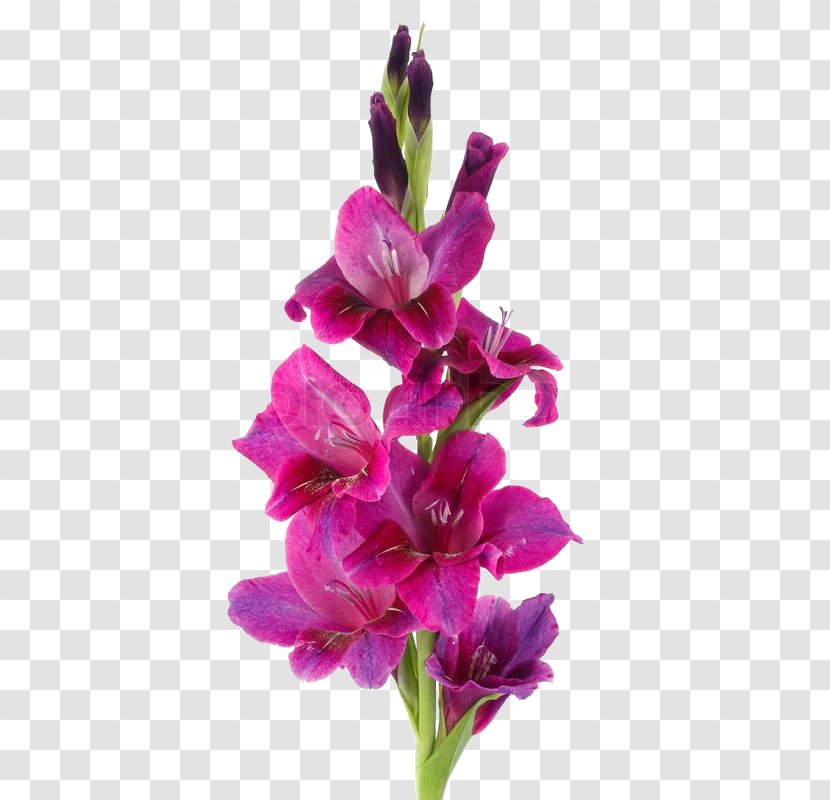 Botany Stock Photography Flower Gladiolus Murielae Transparent PNG