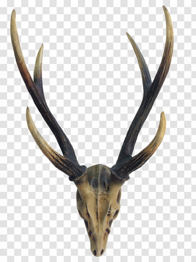 Elk Deer Horn Antler Image - Wall Transparent PNG