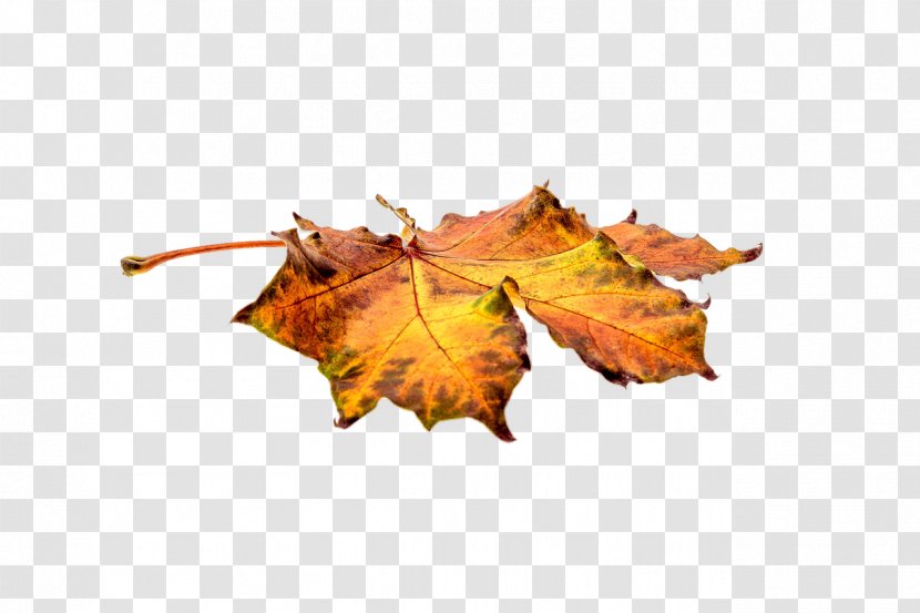 Autumn Leaf Color - Leaves Transparent PNG