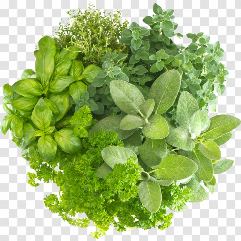 Organic Food Herbalism Medicinal Plants Health - Spice - Herb Transparent PNG