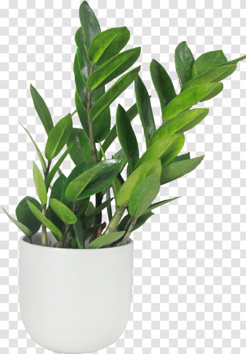 Flowerpot Leaf Houseplant Herb Plant Stem Transparent PNG