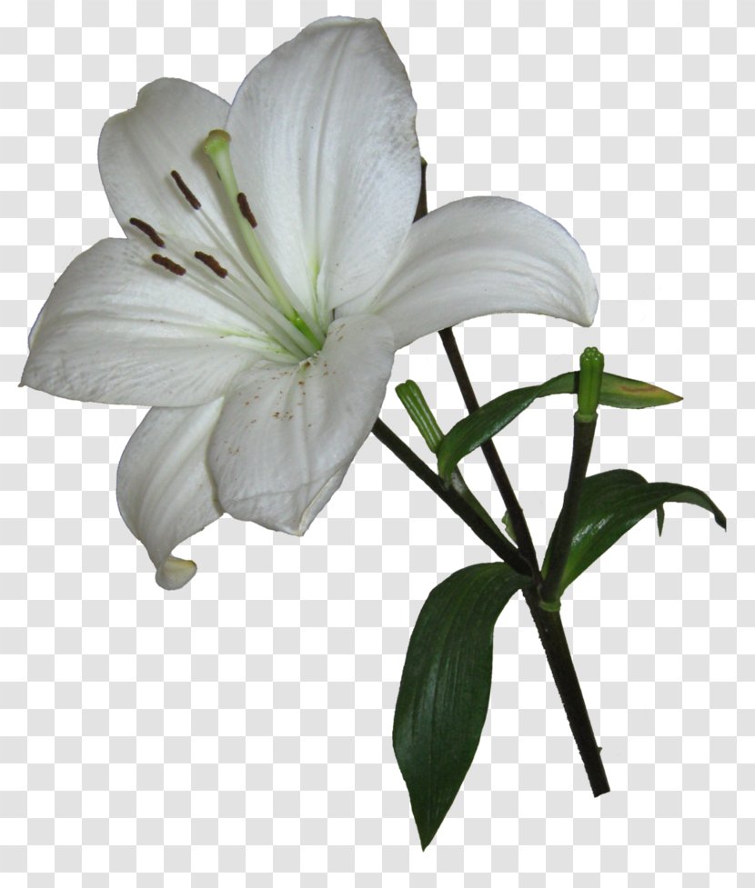 Easter Lily Lilium Candidum Arum-lily Garden Lilies Clip Art - White Transparent PNG