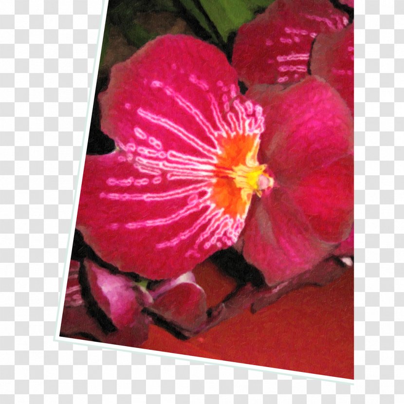 Hibiscus Magenta Herbaceous Plant - Mallow Family Transparent PNG