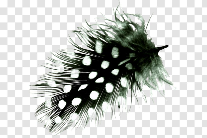 White Feather Bird Hair Transparent PNG