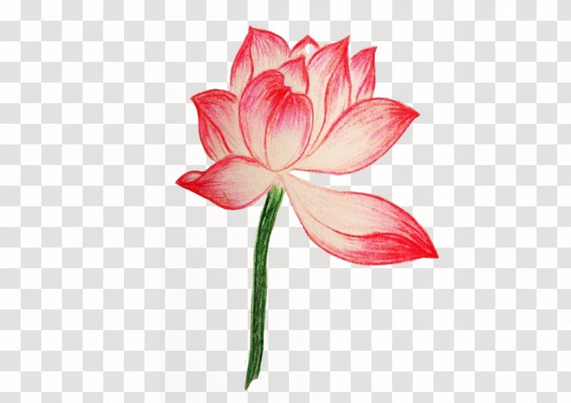 Drawing Painting Colored Pencil - Hand-painted Lotus Transparent PNG