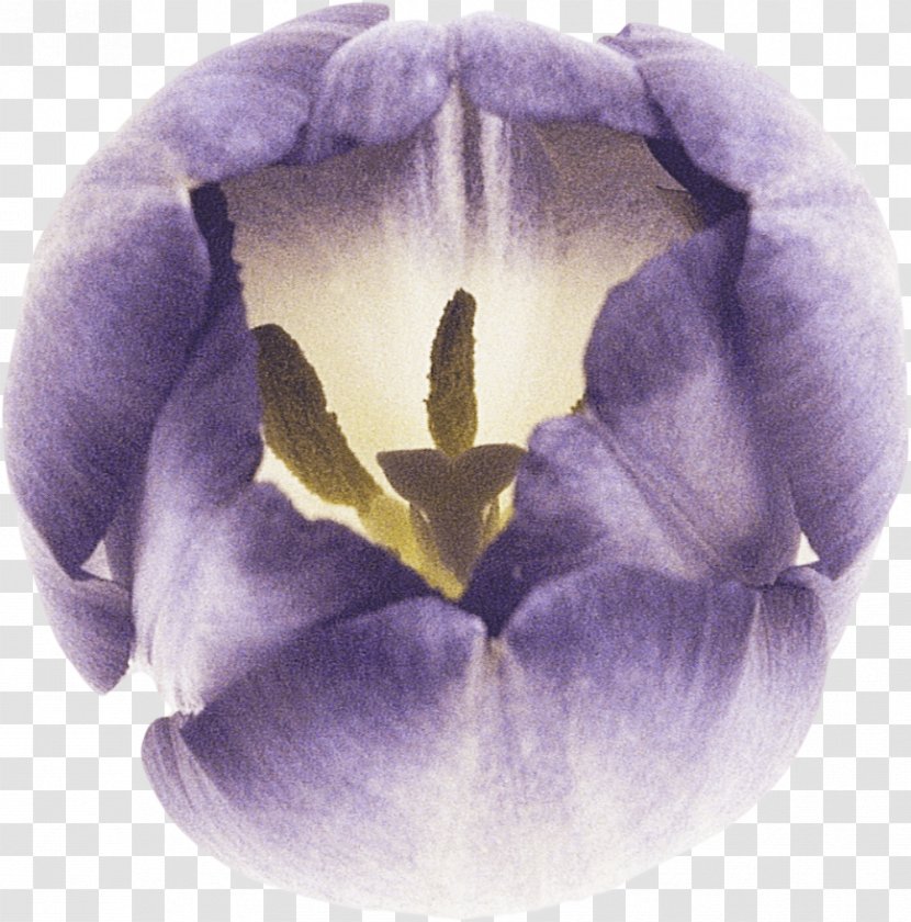 Petal Tulip Lilac Violet Flower - Seed Plant Transparent PNG