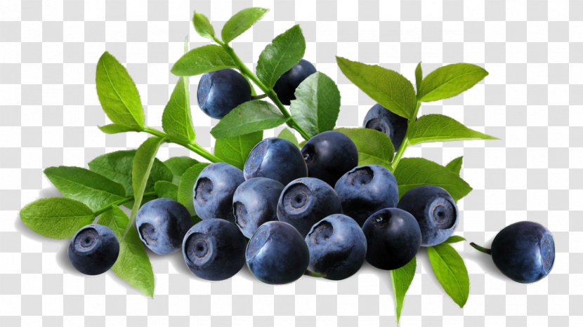 Bilberry Extract Blueberry Anthocyanin Herb - Damson - Berries Transparent PNG