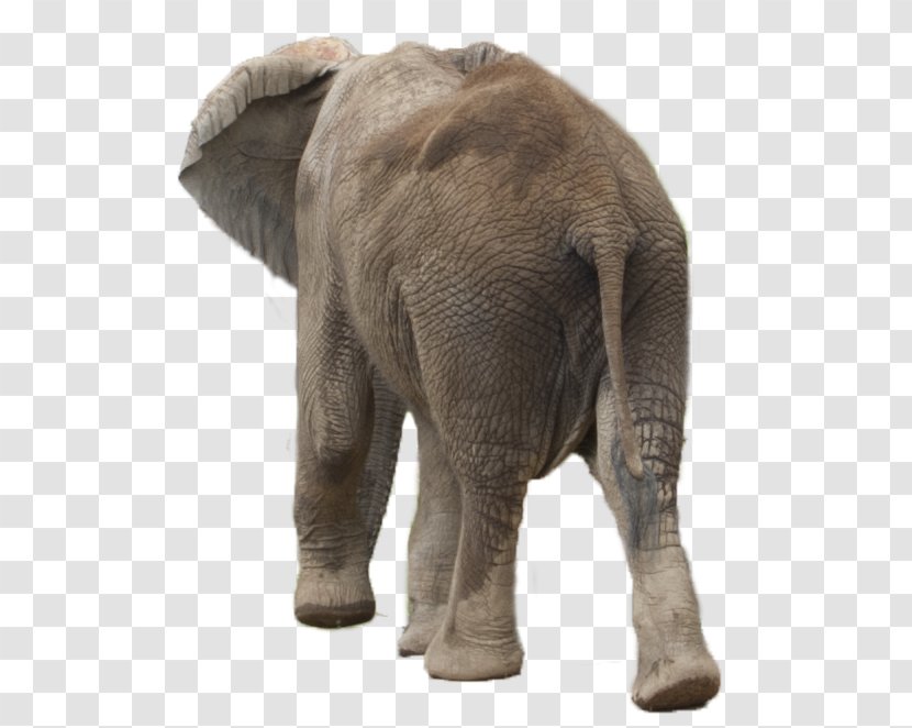 African Elephant Asian - Snout Transparent PNG