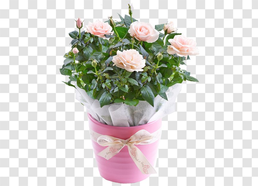 Garden Roses Cabbage Rose Pink Flowerpot Cut Flowers - Flower Transparent PNG