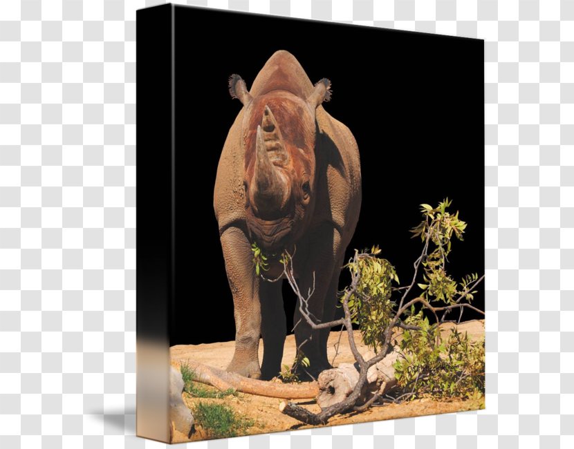 Indian Elephant Rhinoceros Wildlife Terrestrial Animal - India Transparent PNG
