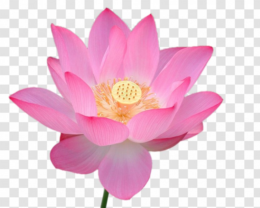 Nelumbo Nucifera Falun Gong Flower Word Search Buddhism - Dahlia - Lotus Transparent PNG