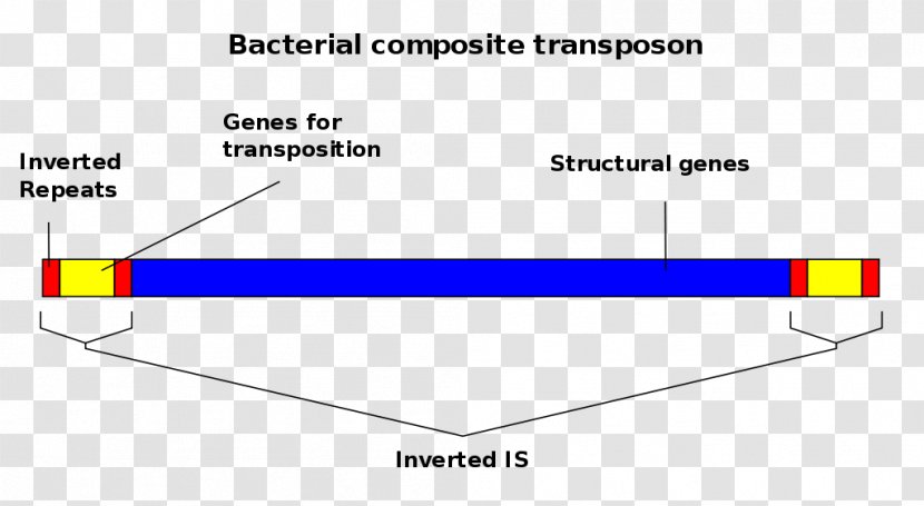 Transposable Element Insertion Sequence Mobile Genetic Elements Genome - Dna - Son Transparent PNG