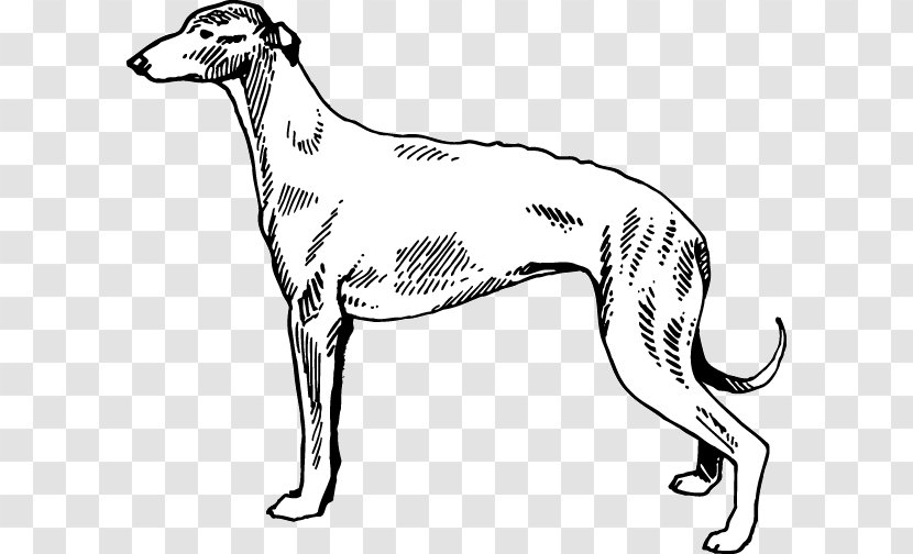 Whippet Italian Greyhound Spanish Polish - Sighthound - Dog Breed Transparent PNG