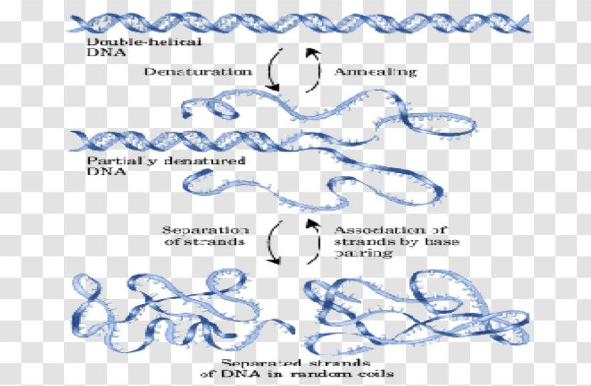 Phospholipid Saponification Triglyceride Number - Van Der Waals Force - Dna Molecules Transparent PNG