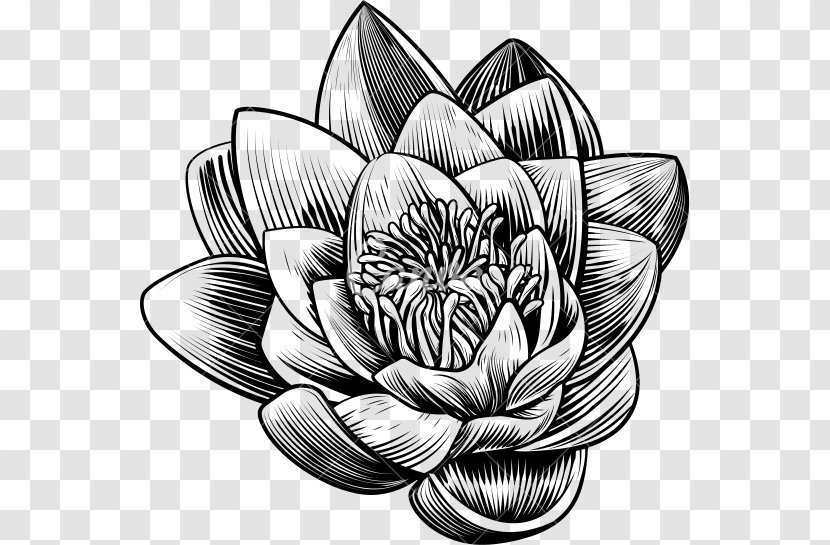 Woodcut Stock Photography Flower - Monochrome - Waterlily Transparent PNG