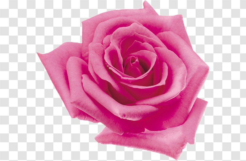 Beach Rose Tencent QQ Flower Garden Roses Petal - Magenta Transparent PNG