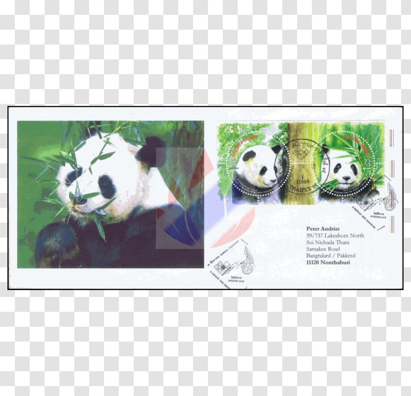 Giant Panda Advertising Bamboo Material Eating - Chinece Diploma Transparent PNG
