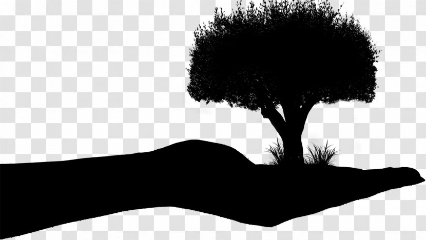 Tree Silhouette - Photography Transparent PNG