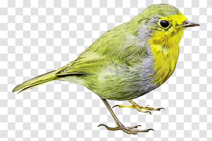 Bird Beak Finch Songbird Atlantic Canary - Pine Siskin Yellow Throated Vireo Transparent PNG