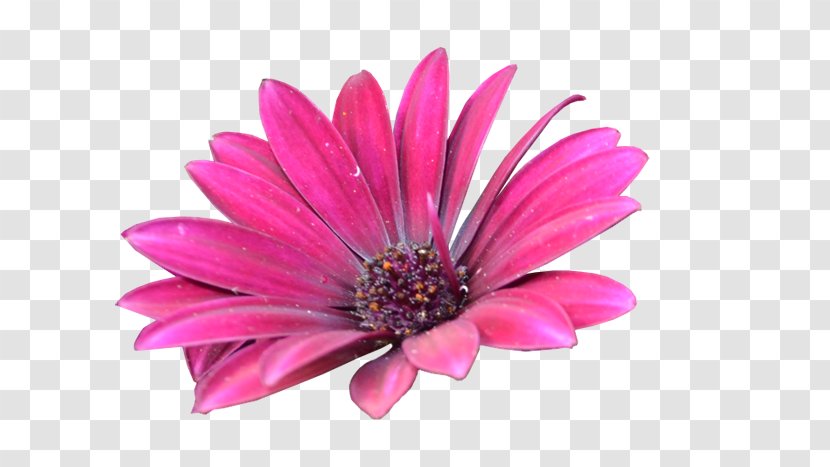 Transvaal Daisy Cut Flowers Pink M - Conceptual Design Transparent PNG