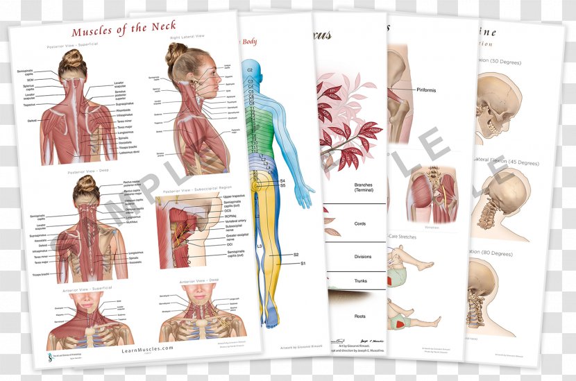 Muscles Of The Neck Endless Web: Fascial Anatomy And Physical Reality - Silhouette - Poster Child Transparent PNG