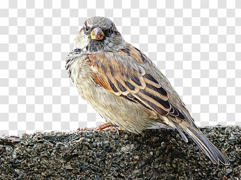 Bird Sparrow Emberizidae Beak White Crowned Sparrow Transparent PNG