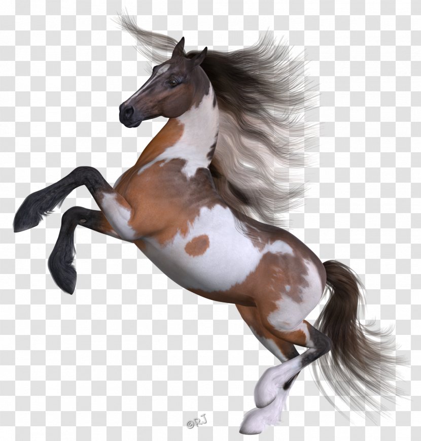 Mustang Pinkie Pie Pony Mane Hanoverian Horse - Halter Transparent PNG