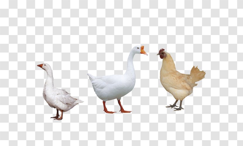 Duck Chicken Domestic Goose Newcastle Disease - Galliformes Transparent PNG