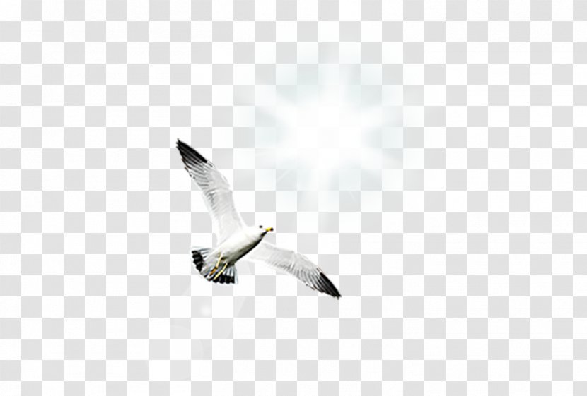 Bird Gulls Shunde District - White Gull Transparent PNG