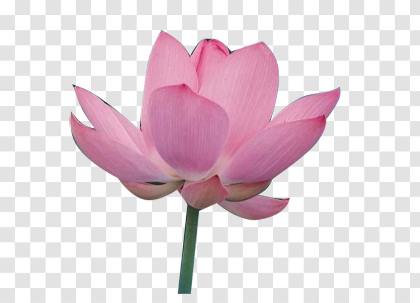 Joyful Manifestation: Ten Steps To Empower Yourself And Attract A Happy Successful Life Nelumbo Nucifera Yellow Lotus Guan Yin Of The South Sea Sanya Water Lilies - Pink - Pond Transparent PNG