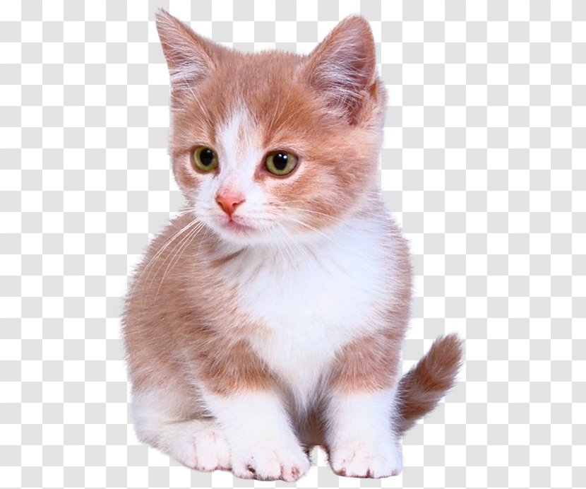 Kitten Munchkin Cat Scottish Fold Persian Bengal - European Shorthair Transparent PNG
