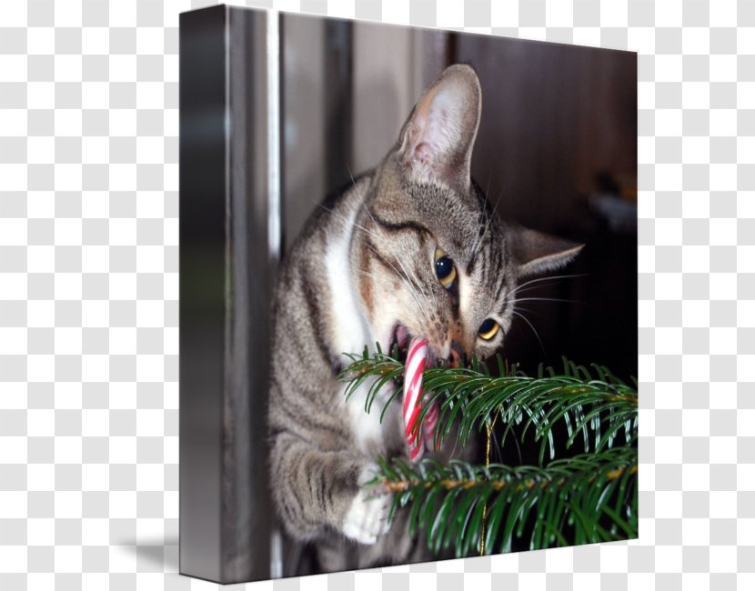 Tabby Cat European Shorthair American Dragon Li California Spangled - CANE TREE Transparent PNG