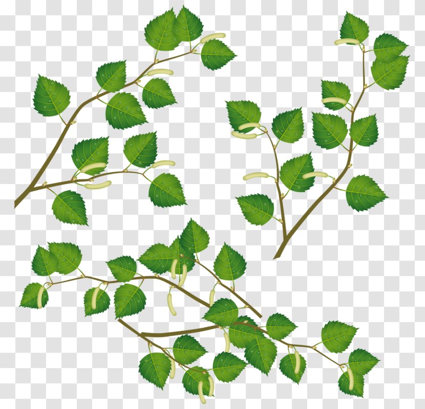 Drawing Birch Clip Art - Animation - Green Leaves Transparent PNG