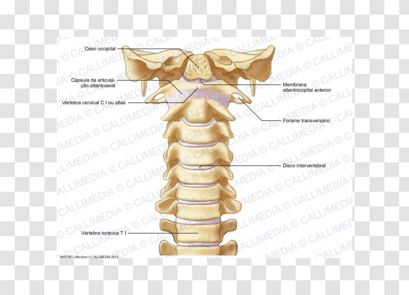 Bone Cervical Vertebrae Vertebral Column Atlas Ligament - Cartoon - Vertebra Transparent PNG