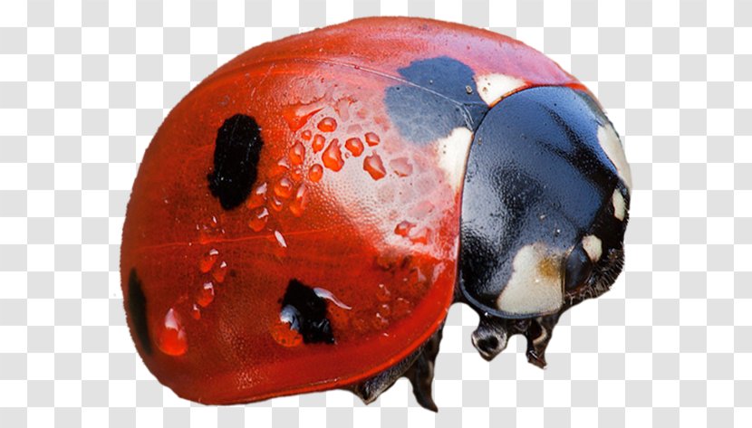 Ladybird Castle Clip Art - Painting - Ladybug Transparent PNG