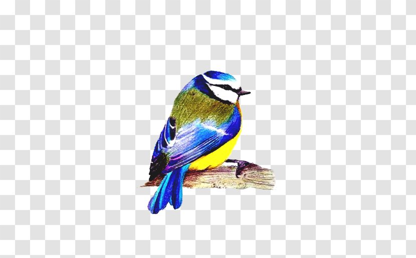 Bird Songbird Bluebird Perching Beak - Jay - Roller Finch Transparent PNG