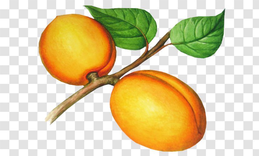 Apricot Photography Clip Art - Peach Fruit Transparent PNG