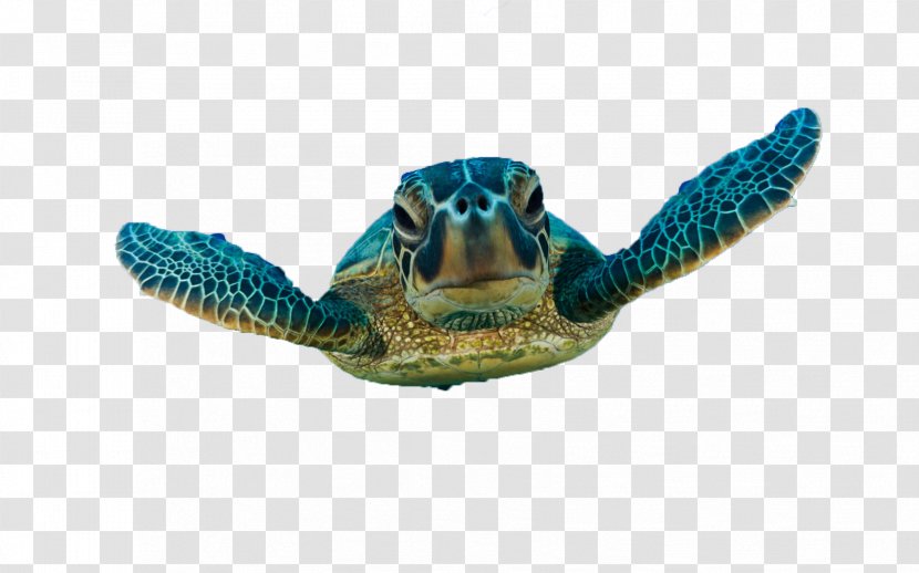 Green Sea Turtle Loggerhead - Tortoide Transparent PNG