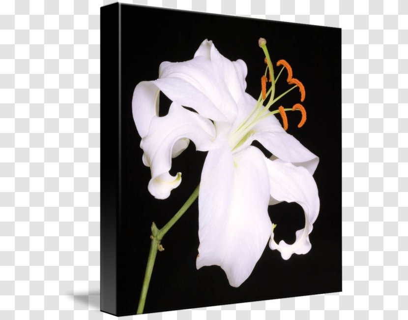 Lilium Lily 'Stargazer' Floral Design Art Flower - Poster Transparent PNG