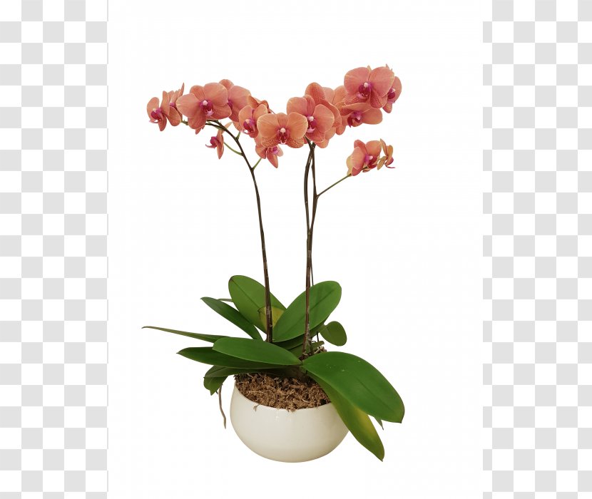 Moth Orchids All About Flowerpot Cut Flowers - Plant Transparent PNG