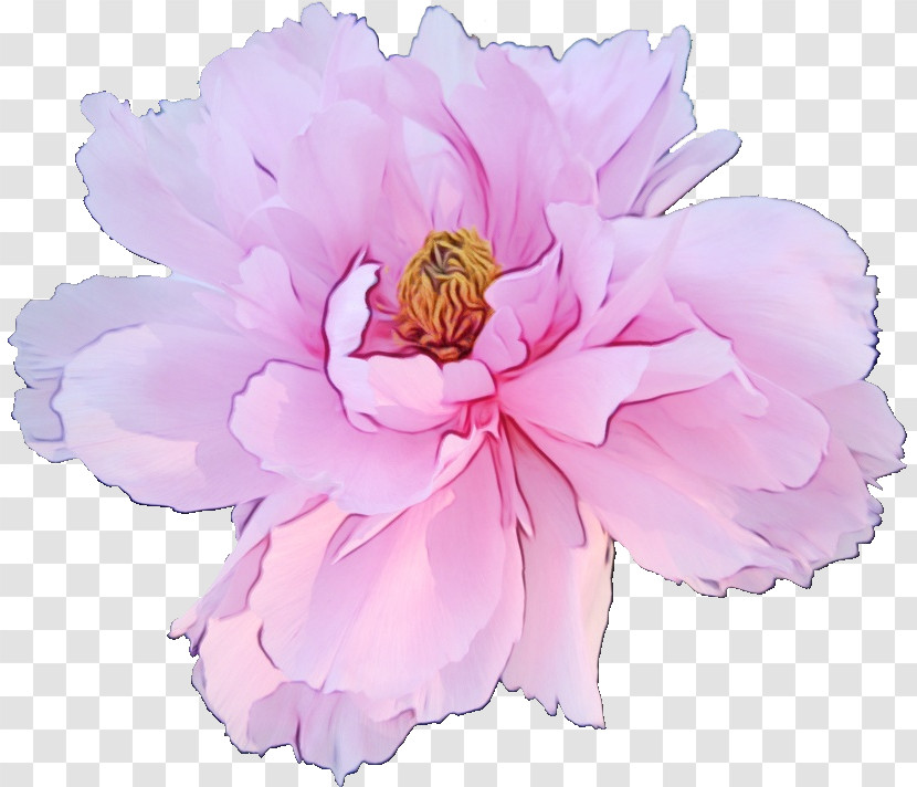 Flower Pink Petal Plant Common Peony Transparent PNG