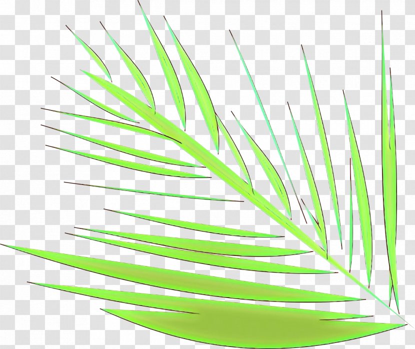 Plant Grass Family Leaf Line Transparent PNG