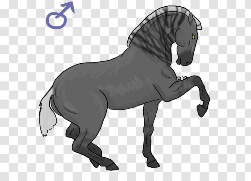 Mule Mustang Stallion Pony Mane - Tail - Hen Species Transparent PNG